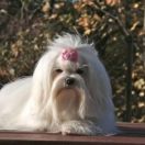 A Special Wish by Yorkville