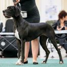 Calluna Hebargo - Great Dane 