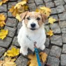 ZOE Royal Terrier (FCI)