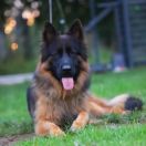 REPRODUKTOR Harlej-Quinn von Skorpionenblut