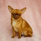 Y-YOKO z Bajki Agnieszki