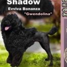 SHADOW Evviva Bonanza