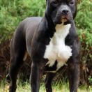 J.Ch.Pl, Ch.BG. LEA Of Cole Elegant