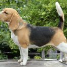 QUINCENA QUESTA DARLING JOY