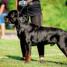 LANCELOT MORGAN ge GRASS