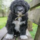 Aussie Welkope CZAS NA SPANKO