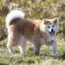 Zeta Go Sakura No Sono FCi