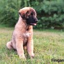 Fera Finigan Quinta da Liria