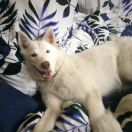 INDEPENDENT TAUN FOREST 