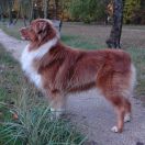 ABERFORT Intriga Severa