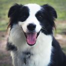 Tonia z Arabskiej Stajni