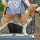 DAZZLING DAHLIA DARLING JOY