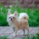 ZVEZDNY VETER PARKER