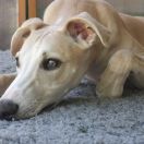 ELWE-SINGOLLO Paka Czworaka