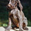 BERTA Mazurska Trufla