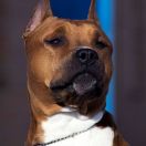 AVARI SUN LIGHT FROM SKYTOWN