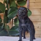 LEDA Potencjał (FCI)