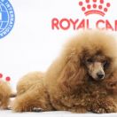 PRINCE CHARMING OF CORAL EMPIRE