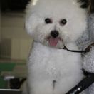 MARGARET Queen Blanche z Marysina 