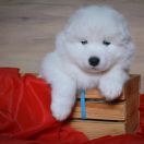 ROYAL BEN Shadow and Shine of Siberia