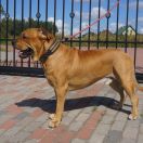 Ch Pl BAAL Corde Bellator(FCI) 