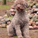 IDEA Animus Amicitiae FCI