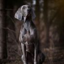 ENIGMA Imperial Weimaraner