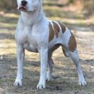 ODESSA Catori Muraco