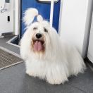 AFRODYTA Lwie Serce z Międzylesia