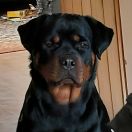 CERTA Longa Lango (FCI)