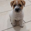 ANTUANETTE ZIEMANN Bialasso