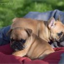 Carmel Azzurro Tesoro