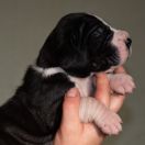 SOFOKLES Czar Olbrzyma