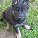 Alternate Attack's Germania