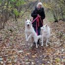 Afina Royal White of the Best