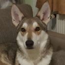 Direwolf Cyr da Silva Netis Tala (Cyr)