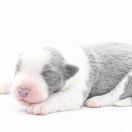 CANDY BLUE Natalaland