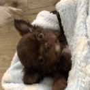 Never My Love Tokeya FCI 