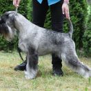 Riddick Artax's Angels (C.I.B. PL JCH, LT JCH, PL CH, LT CH, PL GCH)