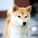 Beniberu z Zakątka Izi