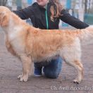  Ch. Swift Spoor-Finder Kattyval 