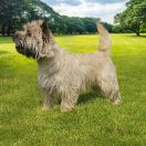 DOUBLE DELIGHT GRANDIFLORA FCI