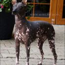 ENIGMA Margarejro FCI