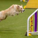 KISSES OF ANGEL CAIA