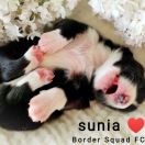 GOYA Border Squad FCI