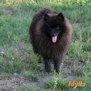 IDYLLA Mag Force FCI