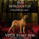 Viper Stary Bór
