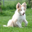 WILSON vom Scharnhorster Land