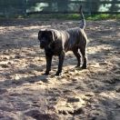 Chorizo Immortal Hond 