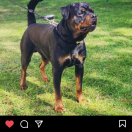 Ayaz di casa Glaunic